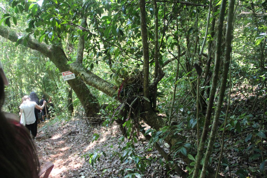 2ª Caminhada da Natureza - Reserva - PR