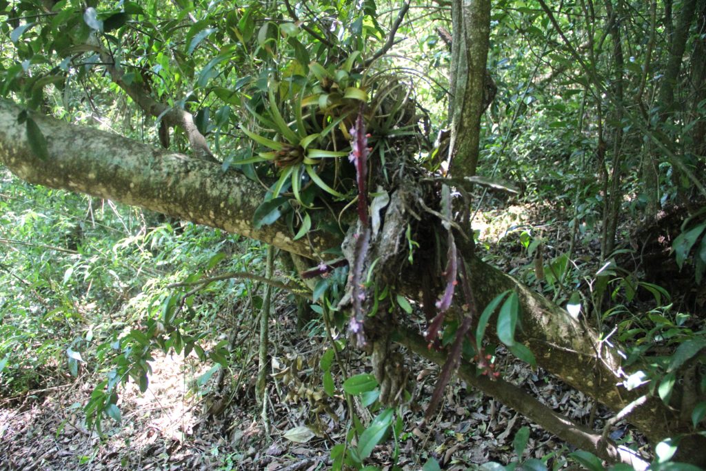 2ª Caminhada da Natureza - Reserva - PR
