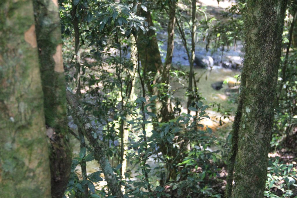 2ª Caminhada da Natureza - Reserva - PR