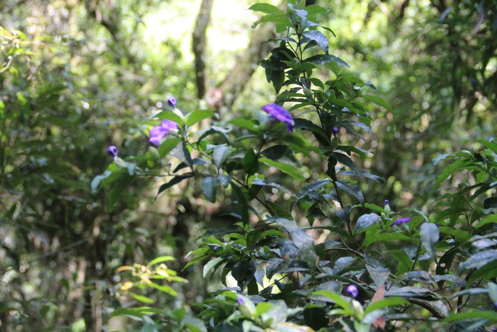 2ª Caminhada da Natureza - Reserva - PR