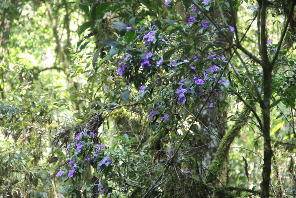 2ª Caminhada da Natureza - Reserva - PR