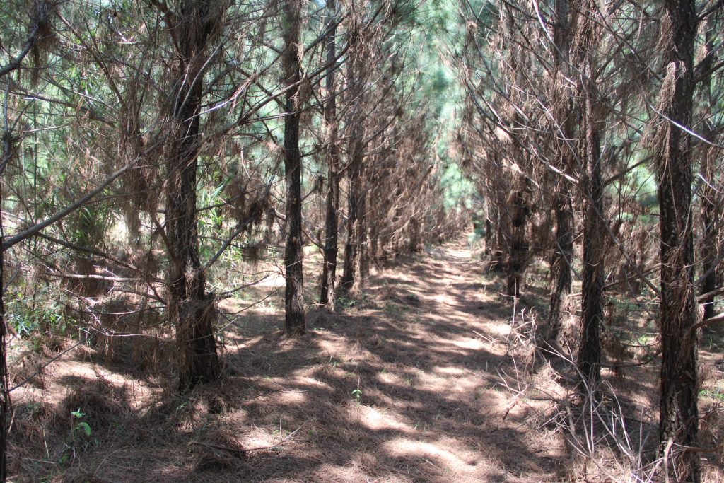 2ª Caminhada da Natureza - Reserva - PR