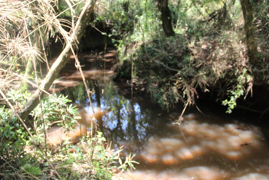 2ª Caminhada da Natureza - Reserva - PR