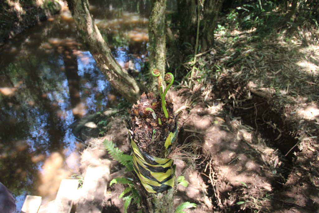 2ª Caminhada da Natureza - Reserva - PR